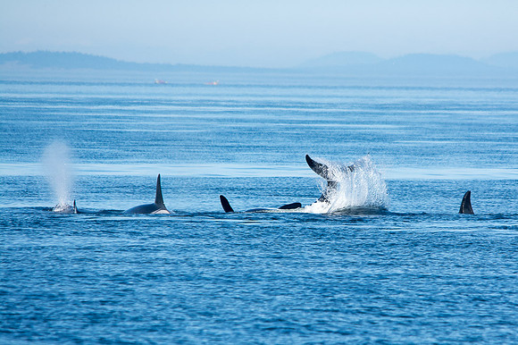 San Juan Islands, WA Orcas