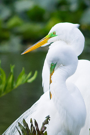 Great Egret