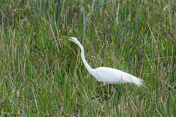 Great Egret