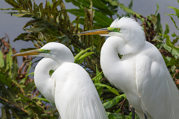 Great Egret