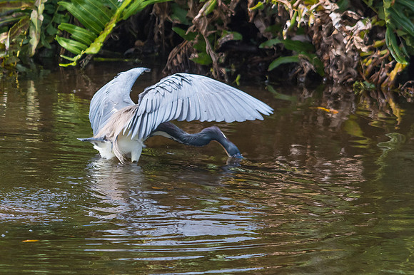 Tri-colored Heron