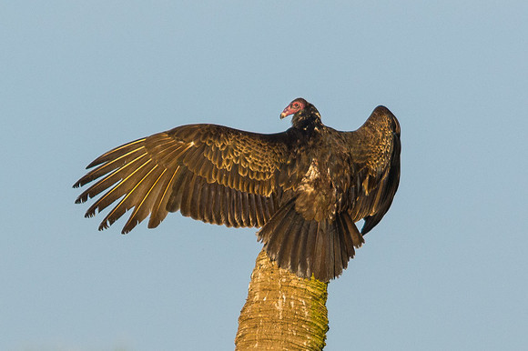 Turkey Vulture