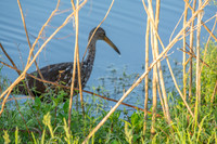 Limpkin