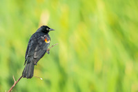 Red-winged Blackbird