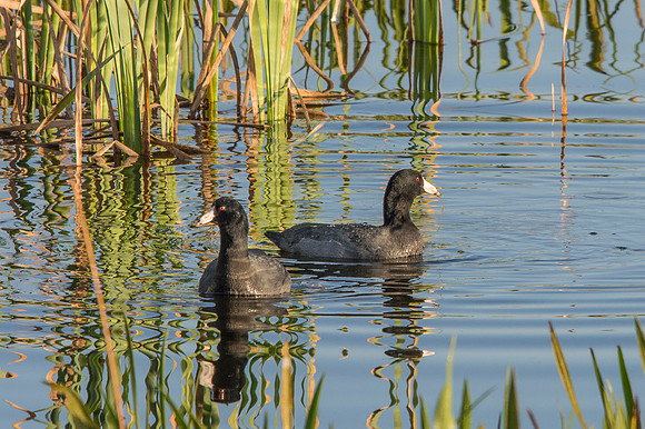 American Coot