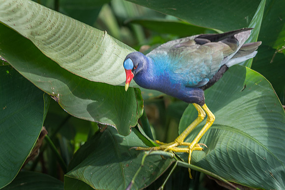 Purple Gallinule