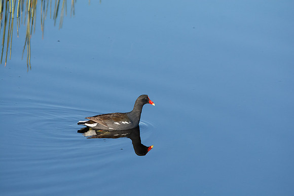 Common Moorhen