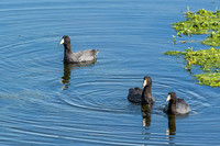 American Coot