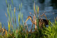 Limpkin