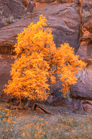 Zion National Park - Along Trail to The Narrows