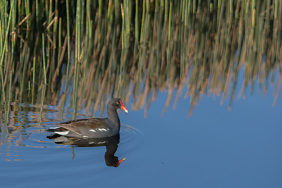 Common Moorhen