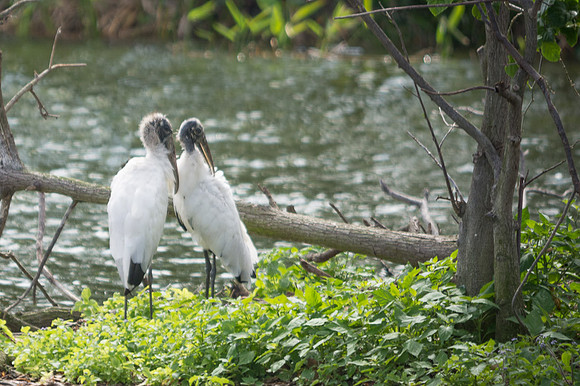 Wood Stork