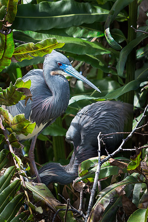 Tri-colored Heron