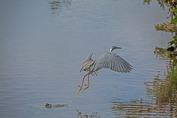 Tri-colored Heron