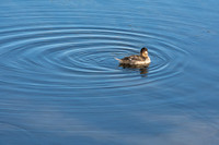 Ruddy Duck