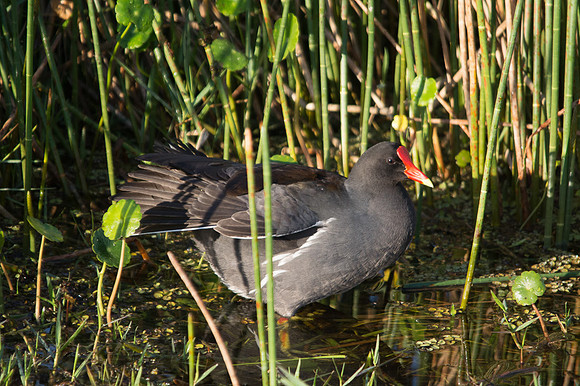 Common Moorhen