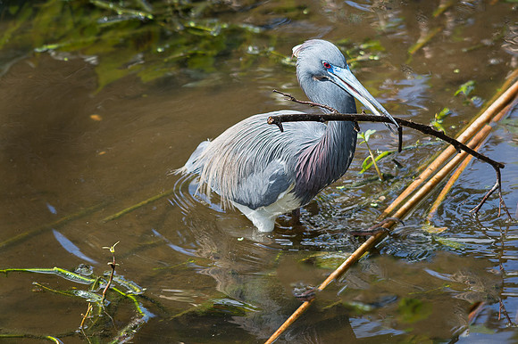 Tri-colored Heron