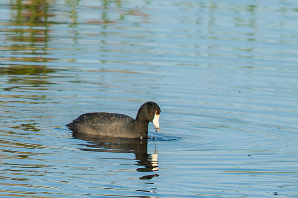 American Coot