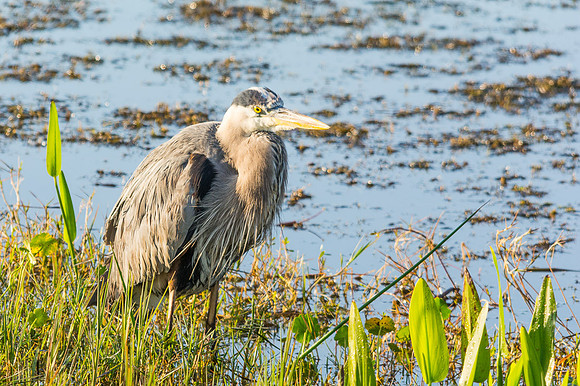 Great Blue Heron