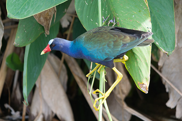 Purple Gallinule