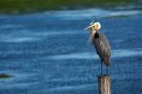 Great Heron