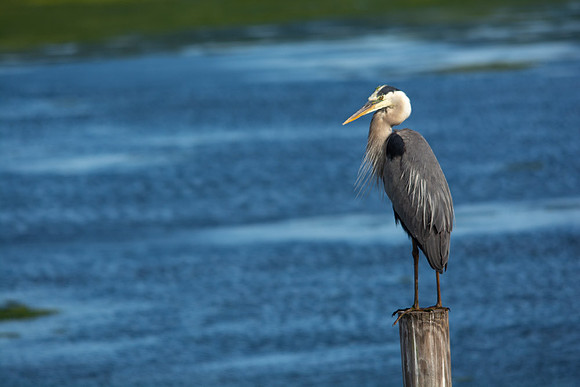 Great Heron