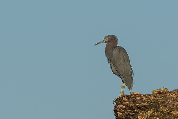 Little Blue Heron