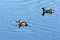 Ruddy Duck, Common Moorhen