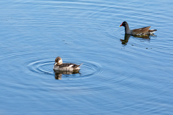 Ruddy Duck, Common Moorhen