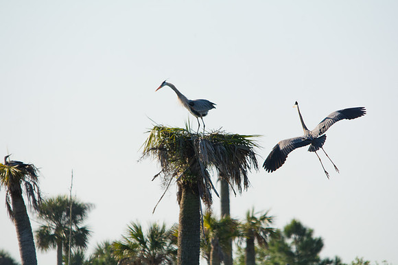 Great Blue Heron