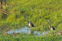 Tricolored Herons