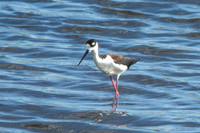 Black-necked Stilt