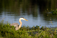 Great Heron