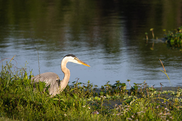 Great Heron