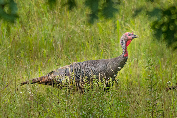 Cades Cove Turkey
