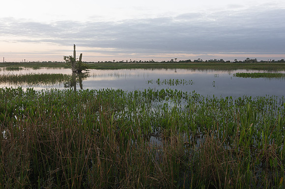 Viera Wetlands
