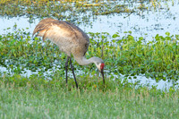 Sandhill Crane